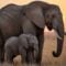 The Best Mothers in the Animal Kingdom: What Nature's Moms Teach Us About Devotion