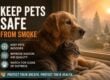 How to Keep Pets Safe During Smoky Conditions Protecting Dogs and Cats from Smoke and Poor Air Quality