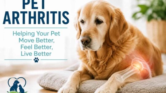 Understanding Arthritis and Joint Pain in Dogs and Cats Understanding Arthritis and Joint Pain in Dogs and Cats