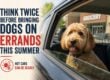 Veterinarians urge pet owners to think twice before bringing dogs on errands this summer