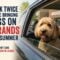 Veterinarians urge pet owners to think twice before bringing dogs on errands this summer