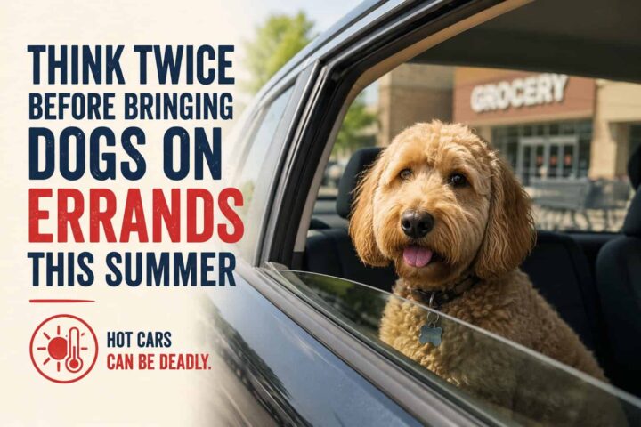 Veterinarians urge pet owners to think twice before bringing dogs on errands this summer Veterinarians urge pet owners to think twice before bringing dogs on errands this summer