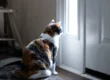 Back to School Pet Routines