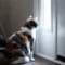 Back to School Pet Routines