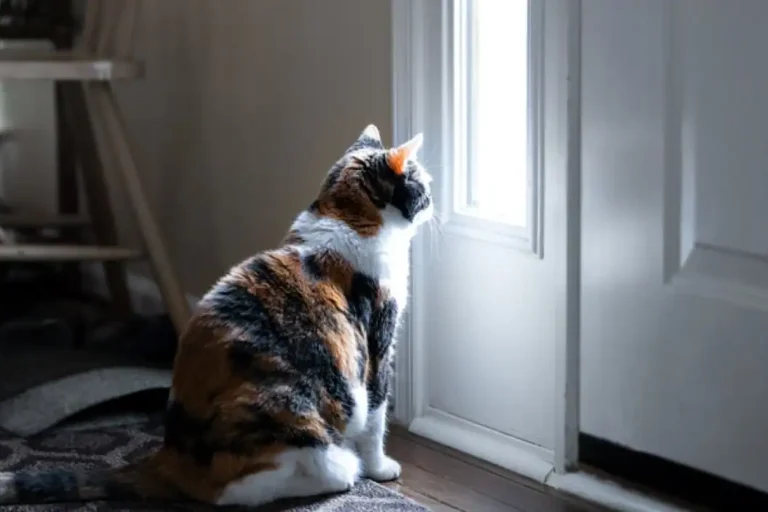 Back to School Pet Routines Back to School Pet Routines