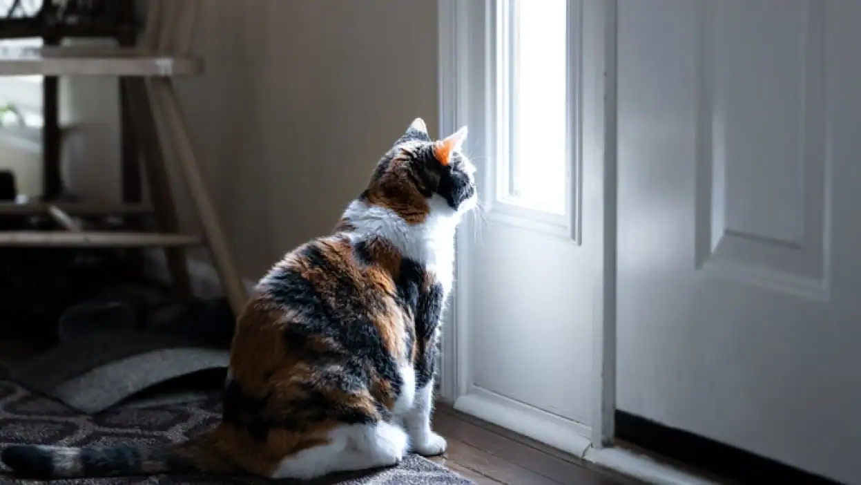 Back to School Pet Routines Back to School Pet Routines