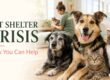 Pet Animal Shelters Crisis